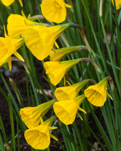 Nárcisz Golden Bells