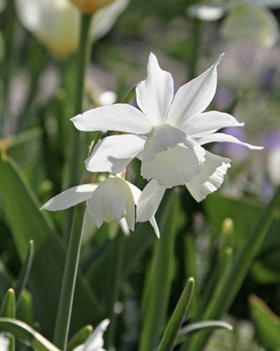 Nárcisz Triandrus Thalia