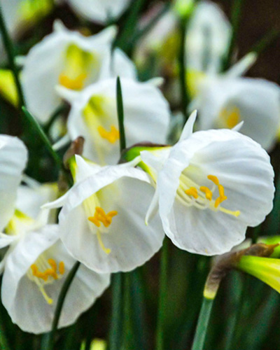 Nárcisz White Petticoat