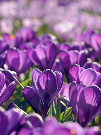 Krókusz Flower Record