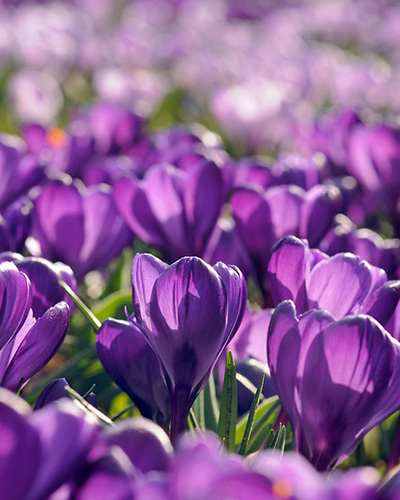 Krókusz Flower Record