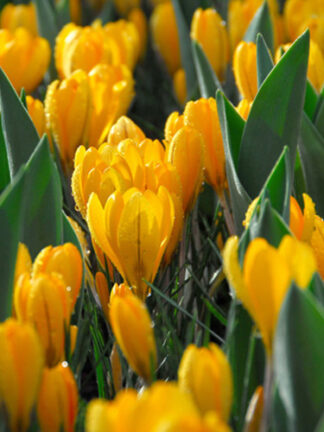 Krókusz Golden Yellow