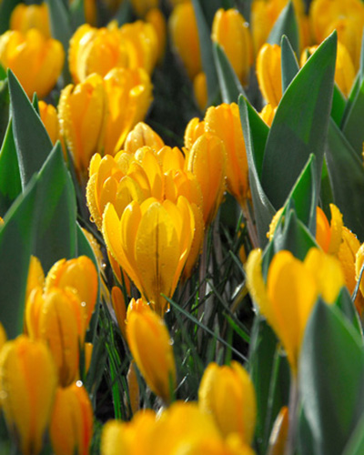 Krókusz Golden Yellow