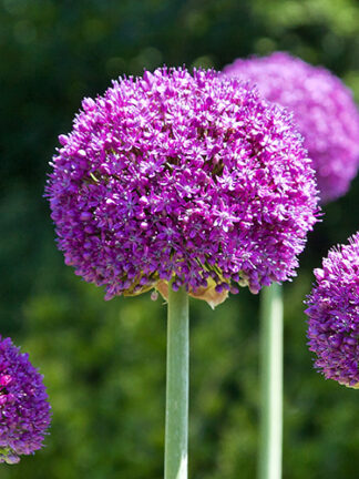 Allium Ambassador