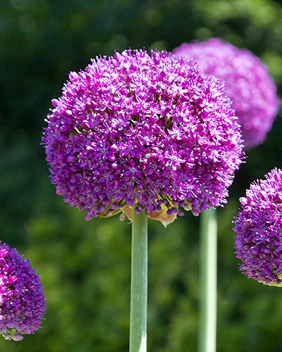 Allium Ambassador