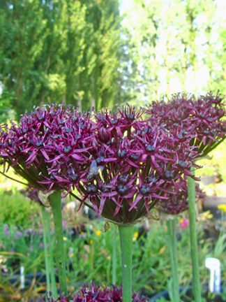 Allium Atropurpureum