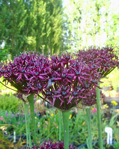 Allium Atropurpureum