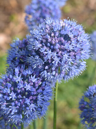 Allium Caeruleum