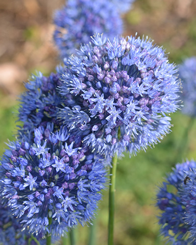 Allium Caeruleum