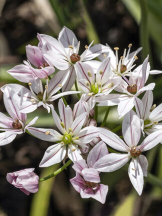 Allium Cameleon