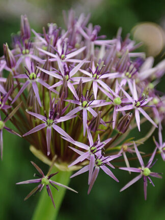 Allium Christophii