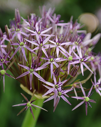 Allium Christophii