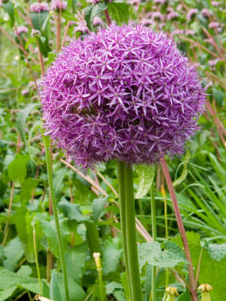 Allium Globemaster