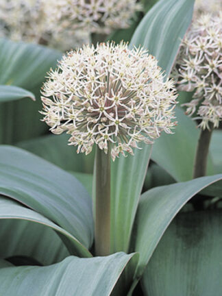 Allium Karataviense