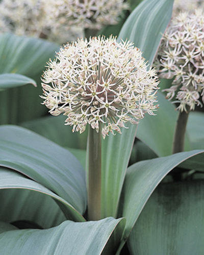Allium Karataviense
