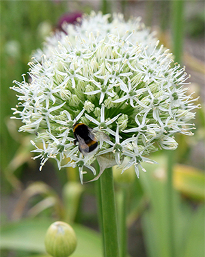 Allium Mount Everest