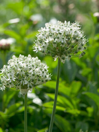 Allium Nigrum