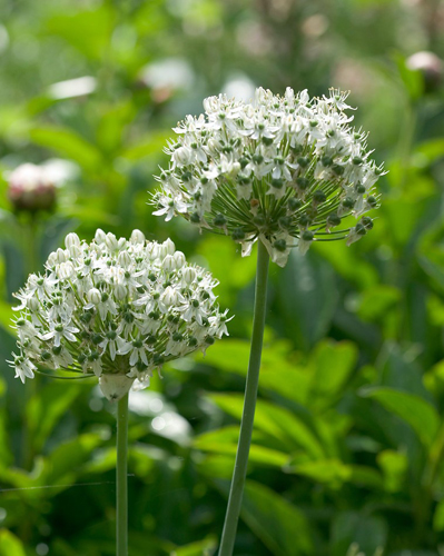 Allium Nigrum