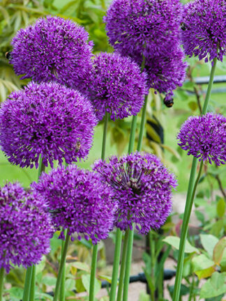 Allium Purple Sensation