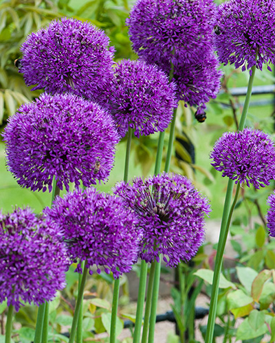 Allium Purple Sensation