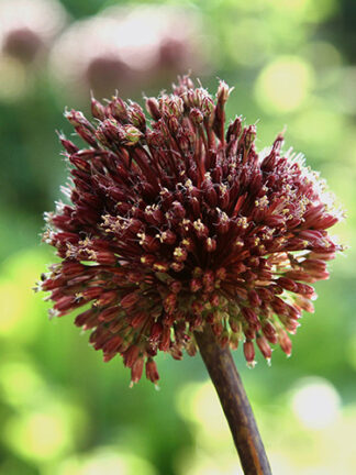 Allium Red Mohican