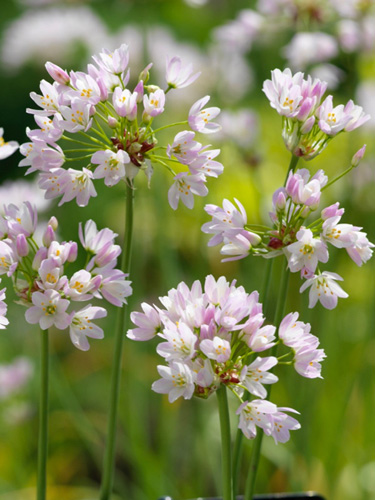 Allium Roseum