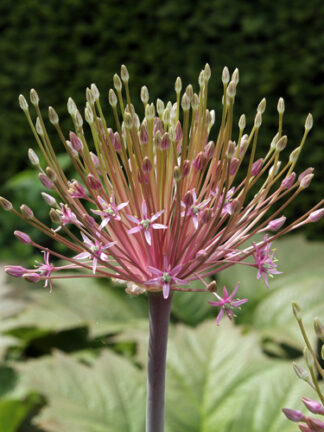 Allium Schubertii
