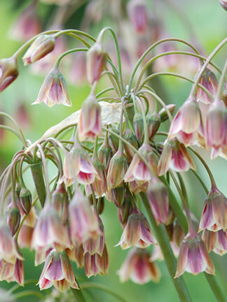 Allium Siculum