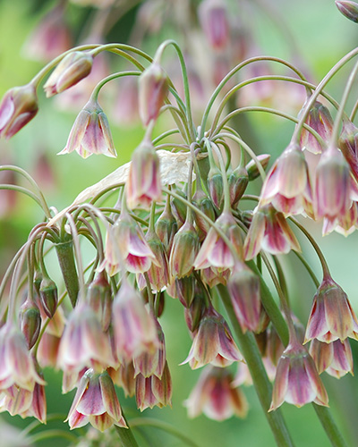 Allium Siculum