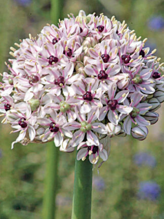 Allium Silver Spring