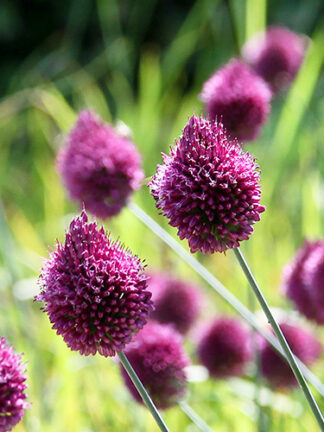 Allium Sphaerocephalon