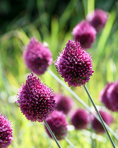 Allium Sphaerocephalon