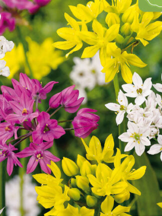 Allium Species Mix