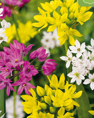 Allium Species Mix