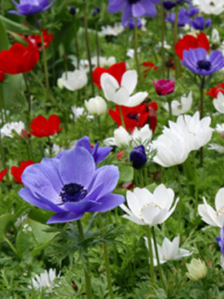 Anemone Coron. De Caen Mix szellőrózsa, virághagyma