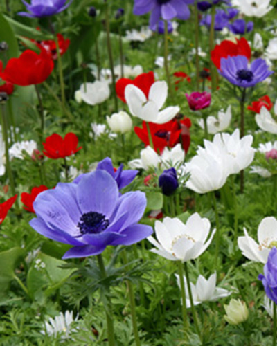 Anemone Coron. De Caen Mix szellőrózsa, virághagyma
