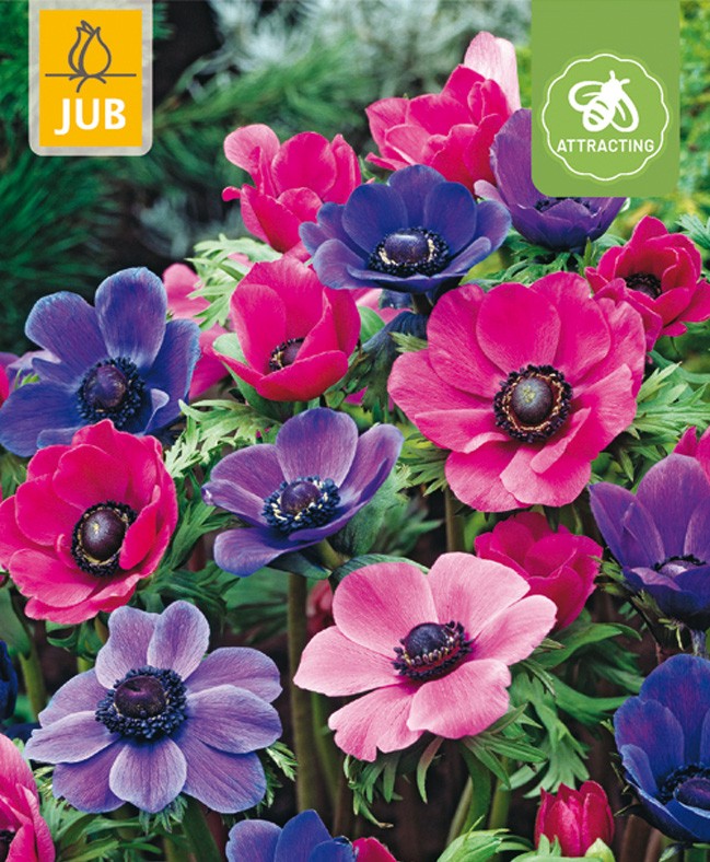 Anem. Coron. Pink/Purple szellőrózsa, virághagyma