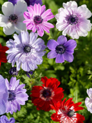 Anemone Coron. St. Brigid Mix szellőrózsa, virághagyma