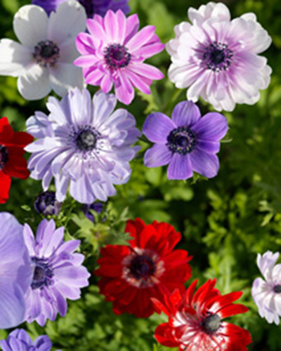 Anemone Coron. St. Brigid Mix szellőrózsa, virághagyma