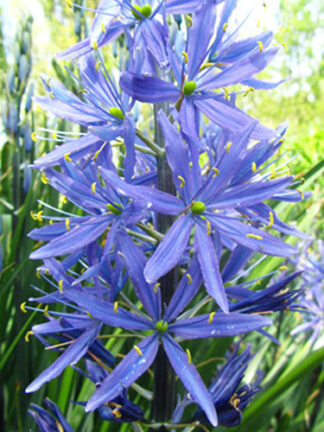 Camassia Leichtl. Caerulea