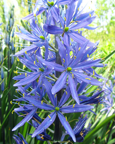 Camassia Leichtl. Caerulea