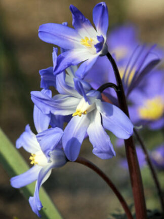 Chionodoxa Luciliae