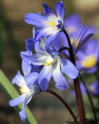 Chionodoxa Luciliae