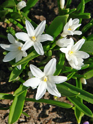 Chionodoxa Luciliae Alba