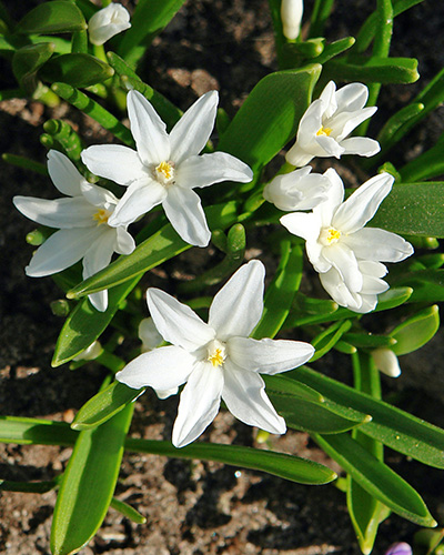 Chionodoxa Luciliae Alba