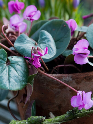 Cyclamen Hederifolium