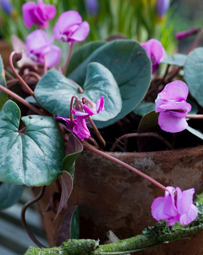 Cyclamen Hederifolium