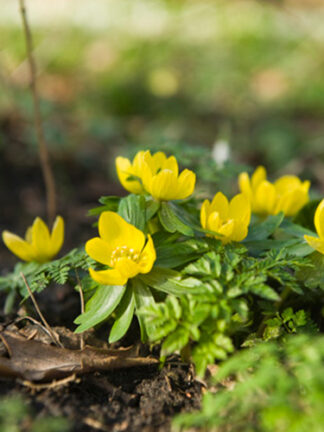 Eranthis Cilicica