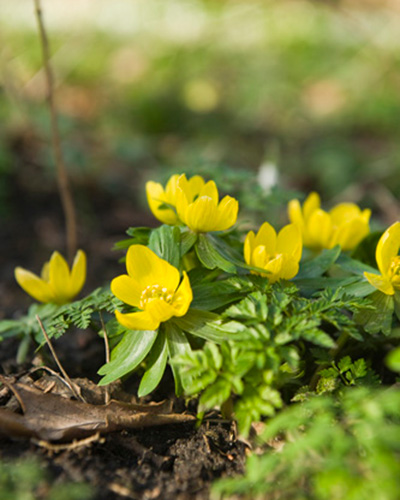 Eranthis Cilicica