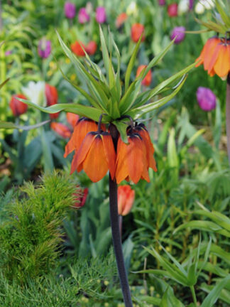 Frit. Imperialis Aurora